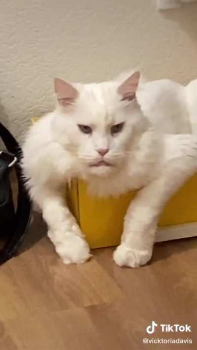 In Russia, cat own you