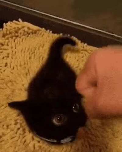 Adorable Kitty