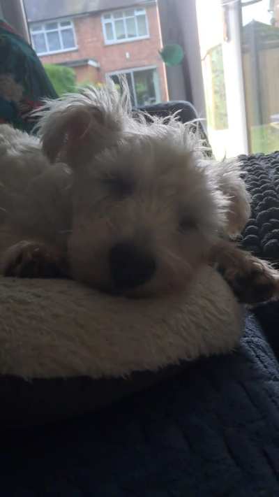Duggie