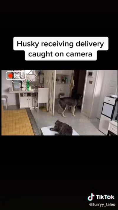 Nextfuckinglevel husky