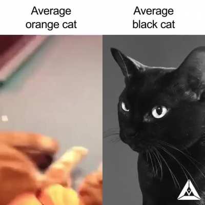 kitty rule