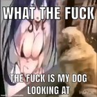 stupid dog