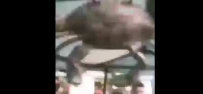 El melhor video do mundo