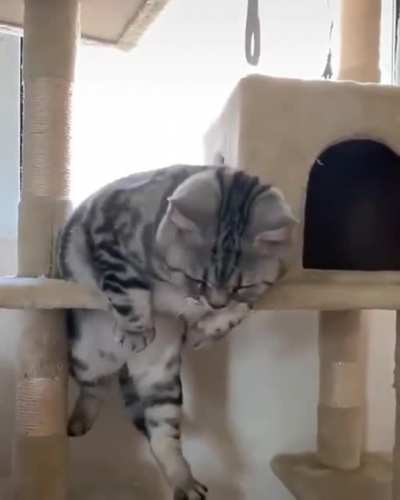 Help the damn cat