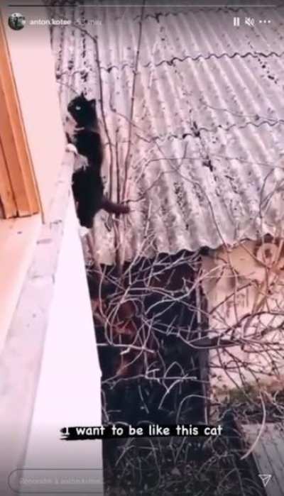 This cat has very good climbing techniques