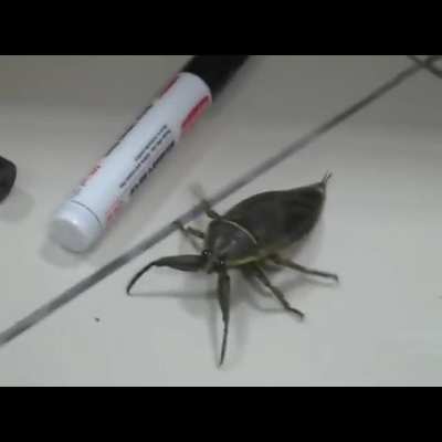 Bug
