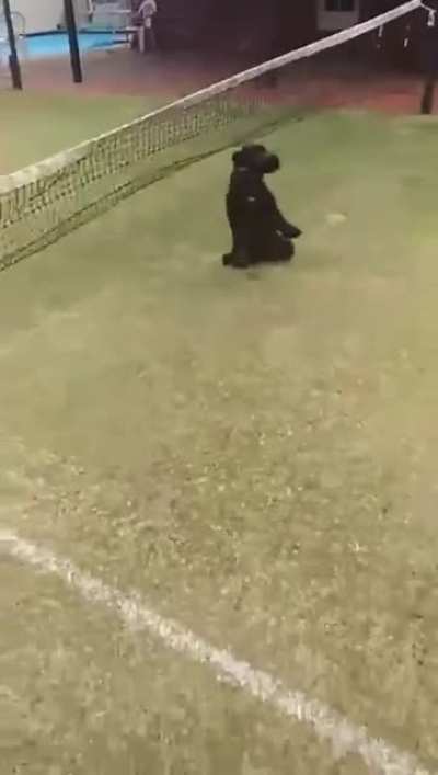 Dog.exe has stopped working