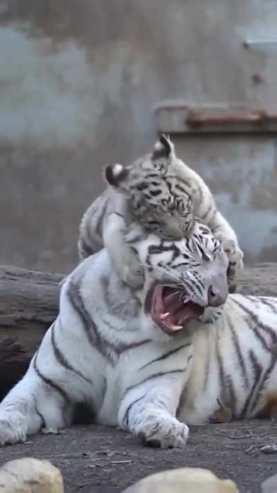This mommy white tiger is getting annoyed by his baby