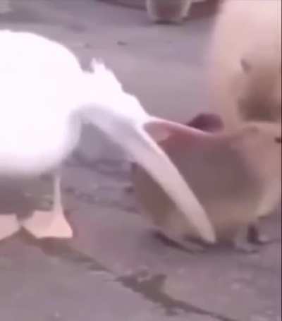 Sad pelican