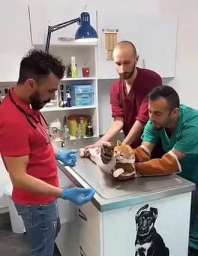 Cat not having a great day