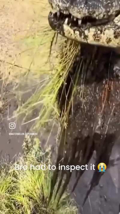 Clammy crocodile 