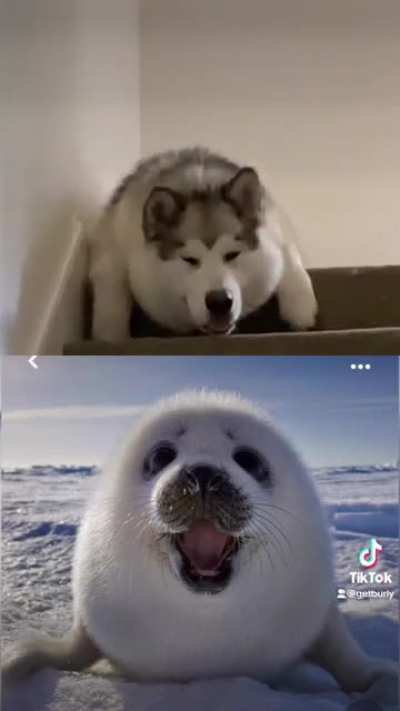 Chonk