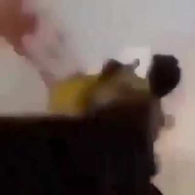 Dog bites man, instantly regrets it | Dharman Studios