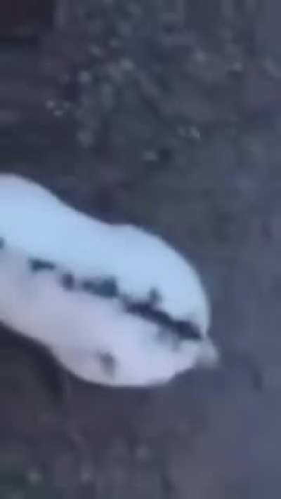 Helping a rabbit move its dead friend
