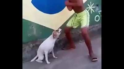 Cachorros são tão fofinhos : 3
