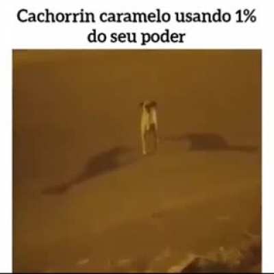 Sempre respeite o cachorro caramelo
