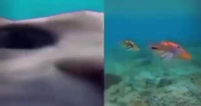 Yuumi & Nami when the ADCs back
