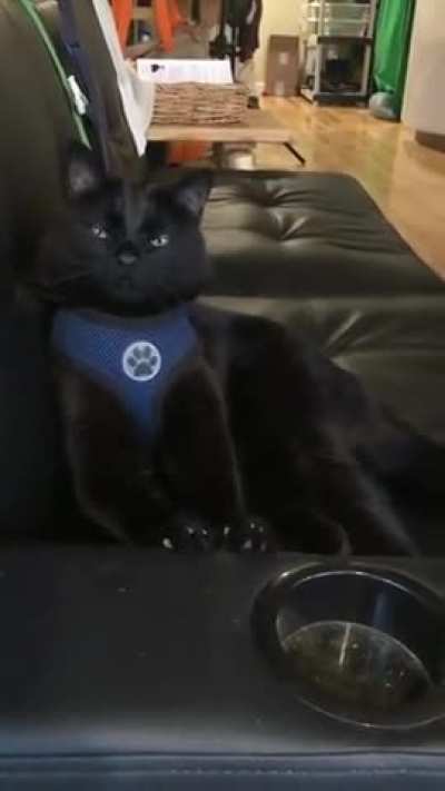 Best friends for life (Black cats are best cats )