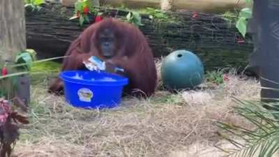 Sandra the orangutan started to clean her enclosure and wash her hands after observing her caretakers do the same thing