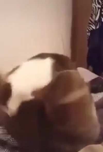 Do not the cat