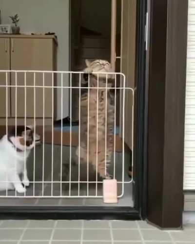Making an escape