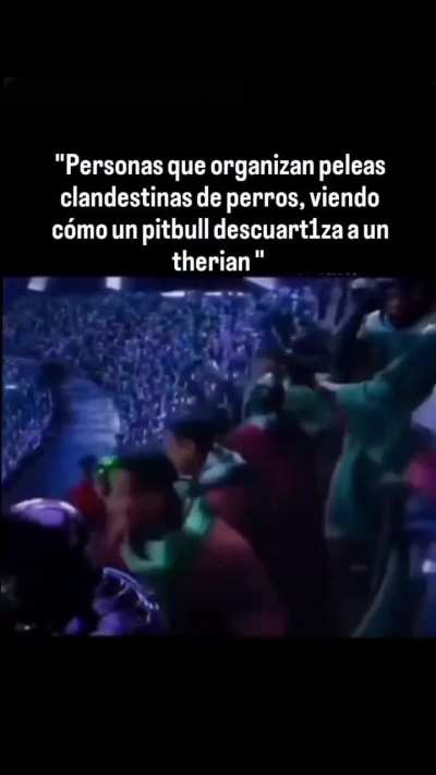 Pitbull vs therian
