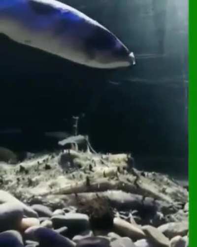 A fish fishing for fish