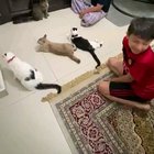 A dad tells the cats not to leave the house during quarantine.