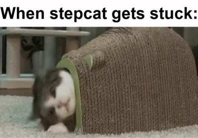 They say cats learn from their owners ...
