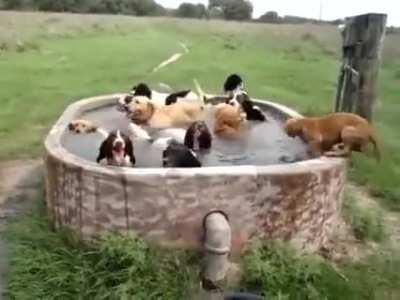 No Dog Drowned In The Making of This Gif