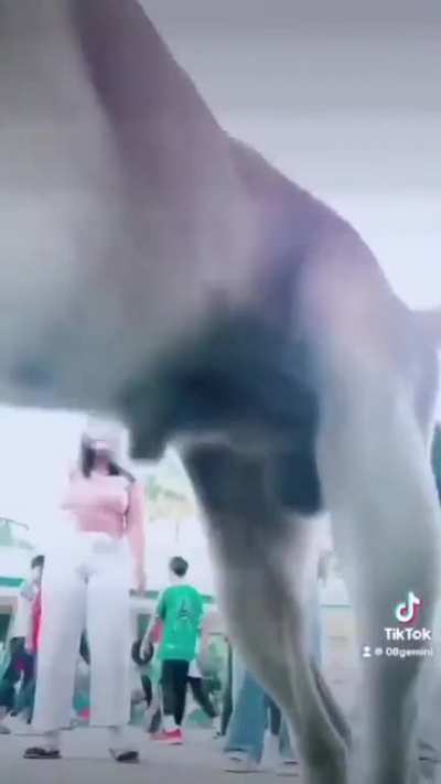 dog hates tiktok