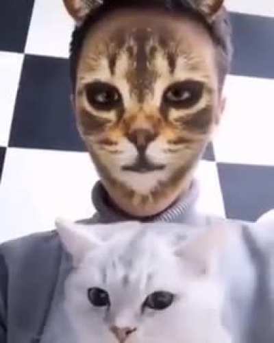 cats reacting to cat-face filters