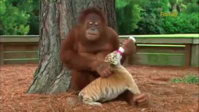 Amazing Unlikely Pals