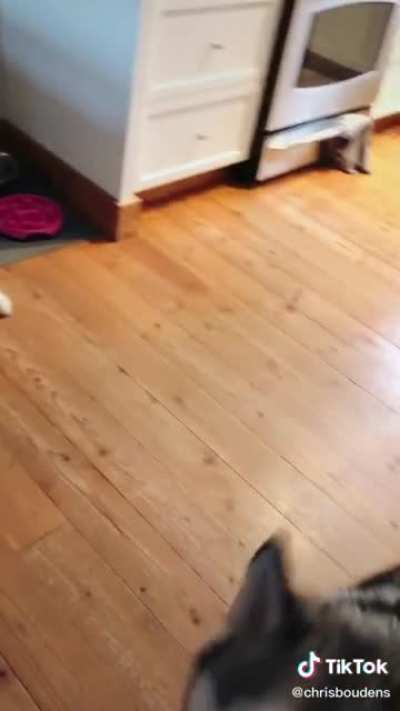 HE MUST WITNESS THE HUSKY