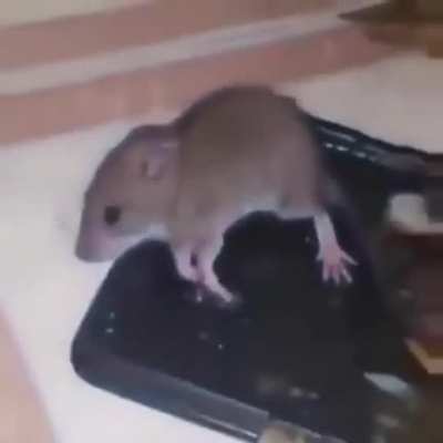 Cheese rat 😳