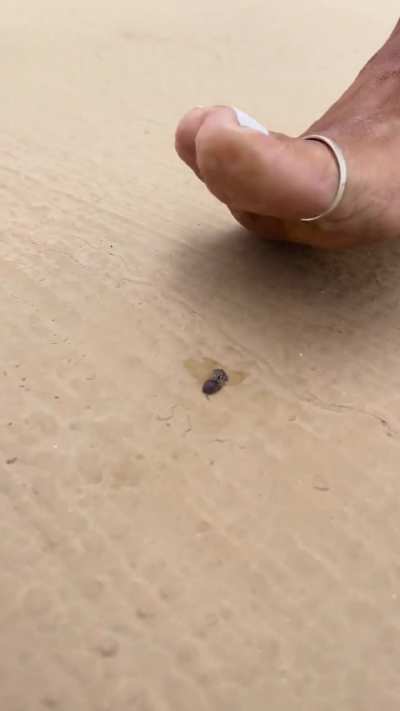 white polish bug crush in public after a long barefoot walk....i love her big toerings
