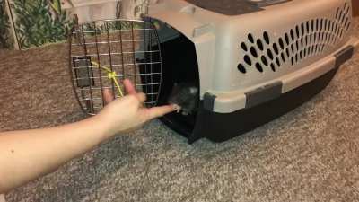 Olive's new 