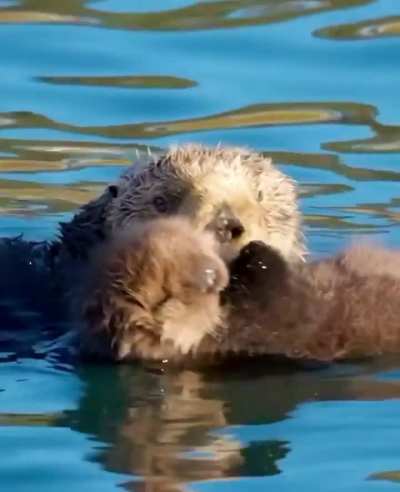 🔥 Young sea otter pups have fur that is so dense, they can't dive underwater. This fur keeps the pup safely floating at the surface.