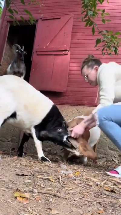 Diddy's farm