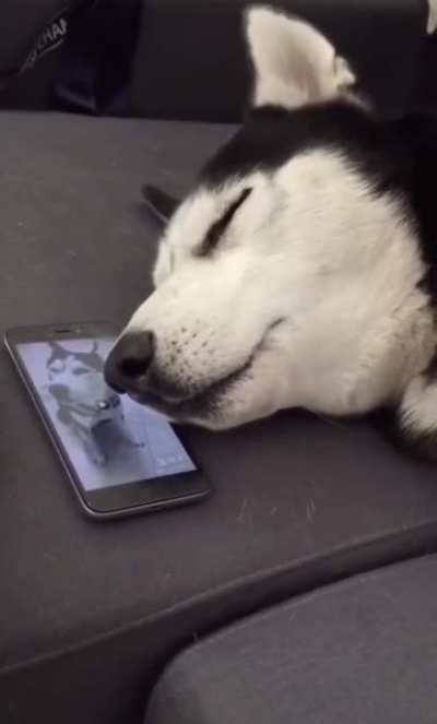Howl even while sleeping
