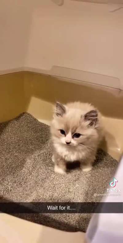 Cat shits soul out