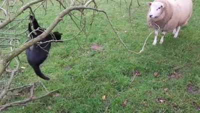 My cat Milo struggles while my sheep Jan judges in silence