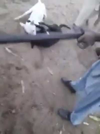 Veja até o final (o vídeo não tem som)