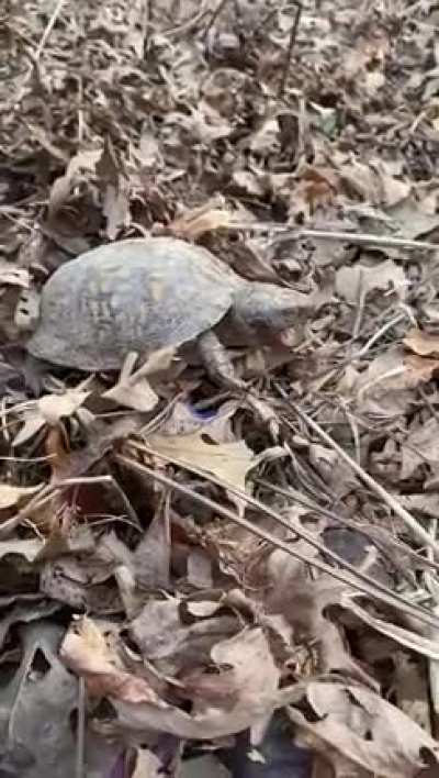 A turtle yawn might be the cutest thing I’ve ever seen