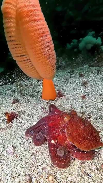 Not all octopuses on BC’s coast are giants. This is a ruby octopus: a rarely seen, deep-water species that dwells far below the surface in the cold, dark waters off British Columbia.