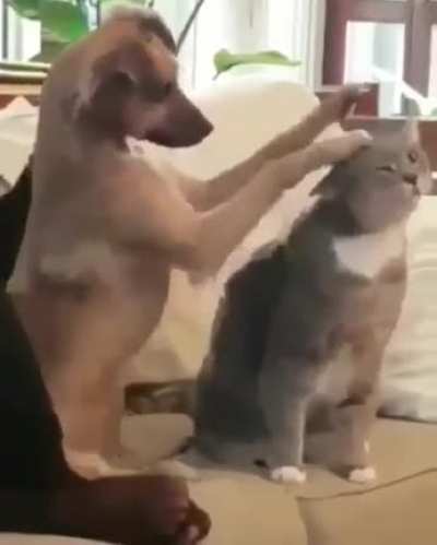 pet the cat