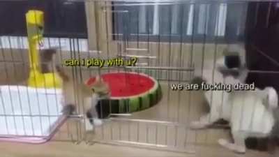 Kitty just wants to play