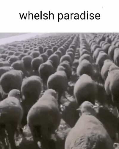 Fuckin whelsh innit