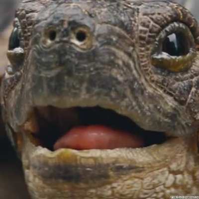 Turtle be sturdy with it