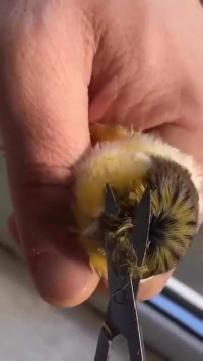 Cute little hair do